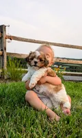 Daisy, a female Shih Tzu for sale in Honey Brook, PA – 1 of 5
