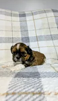 Cooper, a male Shih Tzu for sale in Honey Brook, PA – 2 of 2