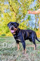 Tommy, a male Rottweiler for sale in Honey Brook, PA – 3 of 5