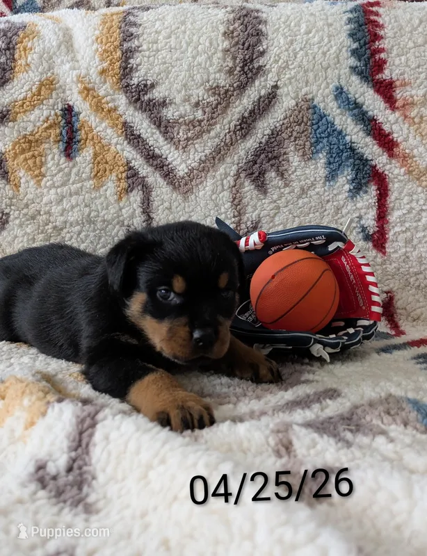 Bryce  – Rottweiler puppy for sale in Honey Brook, PA