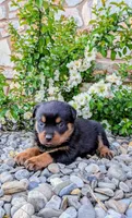 Bryce , a male Rottweiler for sale in Honey Brook, PA – Photo 2 of 2