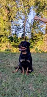 Zuma, a male Rottweiler for sale in Honey Brook, PA – 5 of 5