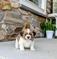 Daisy, a female Shih Tzu for sale in Honey Brook, PA – 3 of 5