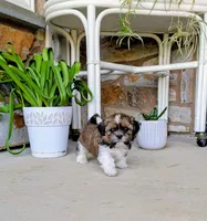 Cooper, a male Shih Tzu for sale in Honey Brook, PA – 2 of 4