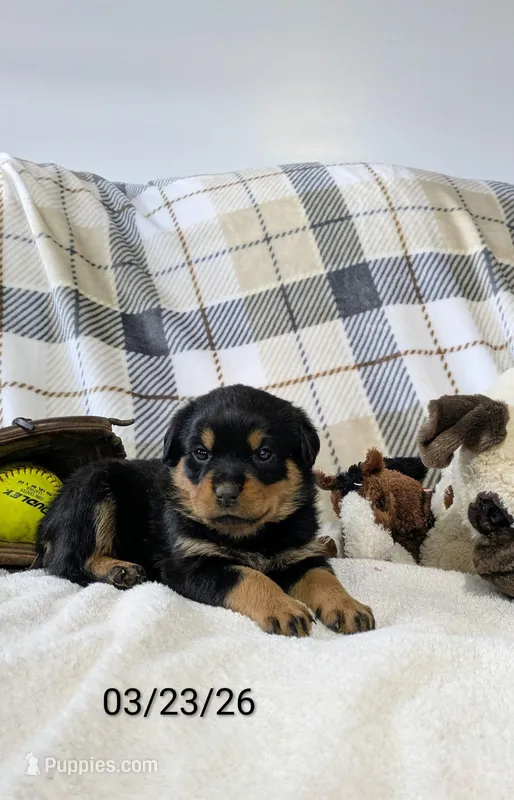 Trixie  – Rottweiler puppy for sale in Honey Brook, PA