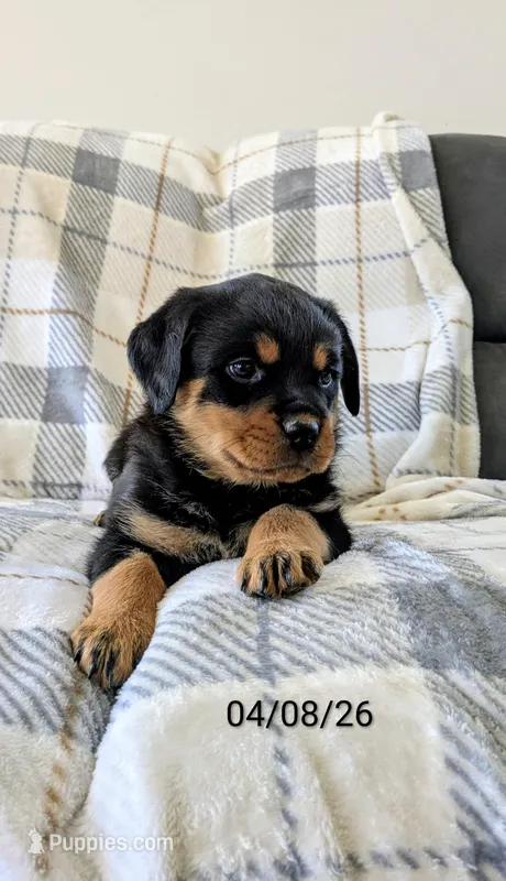 Trixie  – Rottweiler puppy for sale in Honey Brook, PA