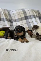 Trixie , a female Rottweiler for sale in Honey Brook, PA – Photo 2 of 4