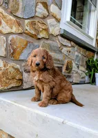 Duke, a male Goldendoodle for sale in Honey Brook, PA – 2 of 2