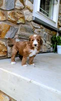 Jack, a male Goldendoodle for sale in Honey Brook, PA – 2 of 2