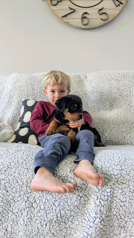 Teoscar – Rottweiler puppy for sale in Honey Brook, PA