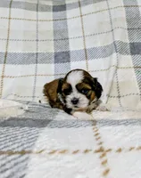 Max, a male Shih Tzu for sale in Honey Brook, PA – 2 of 2