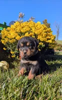 Sally, a female Rottweiler for sale in Honey Brook, PA – 2 of 5