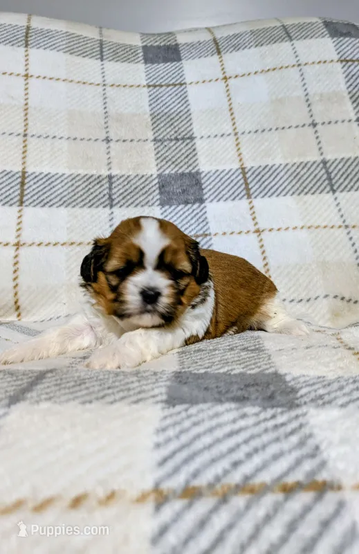 Daisy  – Shih Tzu puppy for sale in Honey Brook, PA