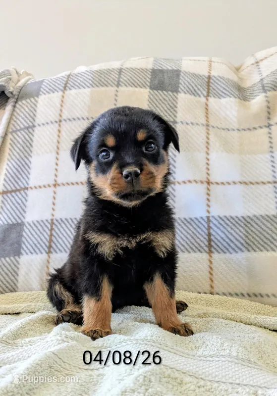 Tucker – Rottweiler puppy for sale in Honey Brook, PA
