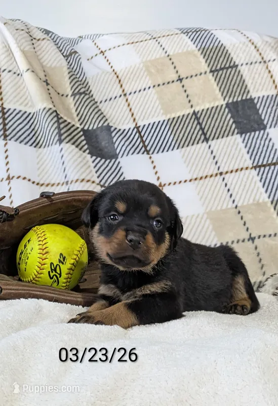 Tucker – Rottweiler puppy for sale in Honey Brook, PA