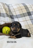 Tucker, a male Rottweiler for sale in Honey Brook, PA – Photo 1 of 4