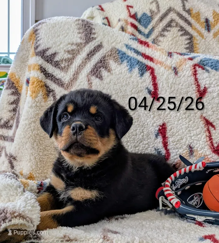 Tucker – Rottweiler puppy for sale in Honey Brook, PA