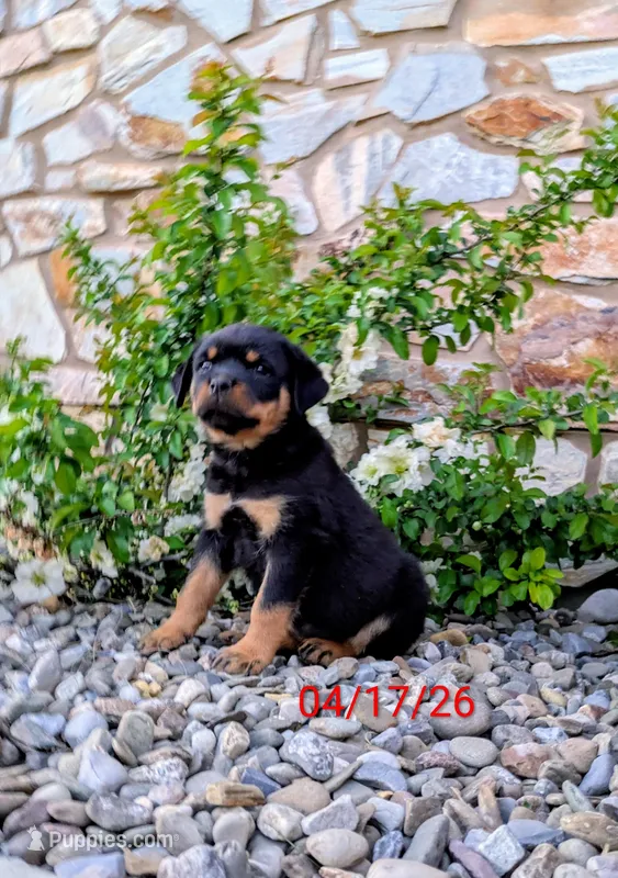 Tucker – Rottweiler puppy for sale in Honey Brook, PA