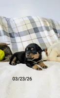 Tucker, a male Rottweiler for sale in Honey Brook, PA – Photo 2 of 4
