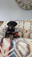 Tucker, a male Rottweiler for sale in Honey Brook, PA – 2 of 8