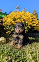 Zuma, a male Rottweiler for sale in Honey Brook, PA – 2 of 5