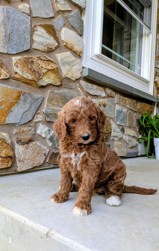 Jayda – Goldendoodle puppy for sale in Honey Brook, PA