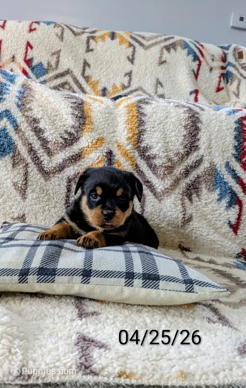 Rachelle  – Rottweiler puppy for sale in Honey Brook, PA