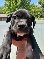 Black bear, a male American Pit Bull Terrier for sale in Sioux Falls, SD – 2 of 3