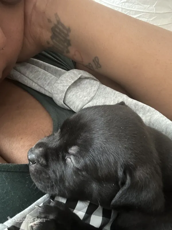 Black bear – American Pit Bull Terrier puppy for sale in Sioux Falls, SD