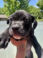 Black bear, a male American Pit Bull Terrier for sale in Sioux Falls, SD – 3 of 3