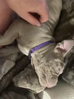 Nova, a female American Bully for sale in Bowling Green, KY – 5 of 5