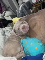 Nova, a female American Bully for sale in Bowling Green, KY – 2 of 5