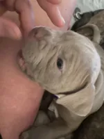 Nova, a female American Bully for sale in Bowling Green, KY – 4 of 5