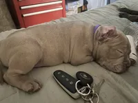 Nova, a female American Bully for sale in Bowling Green, KY – 1 of 5