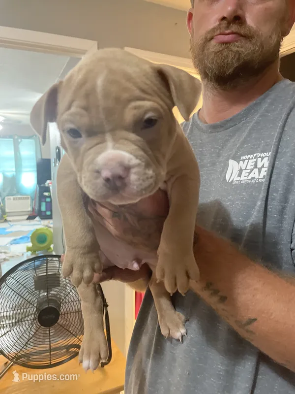 Red  – American Bully puppy for sale in Bowling Green, KY