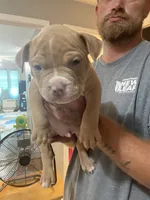 Red , a male American Bully for sale in Bowling Green, KY – 1 of 4