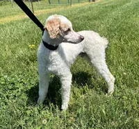 AKC Nacho CLEAR intense red , a male Poodle - Miniature  for sale in Franklin, KY – Photo 1 of 2