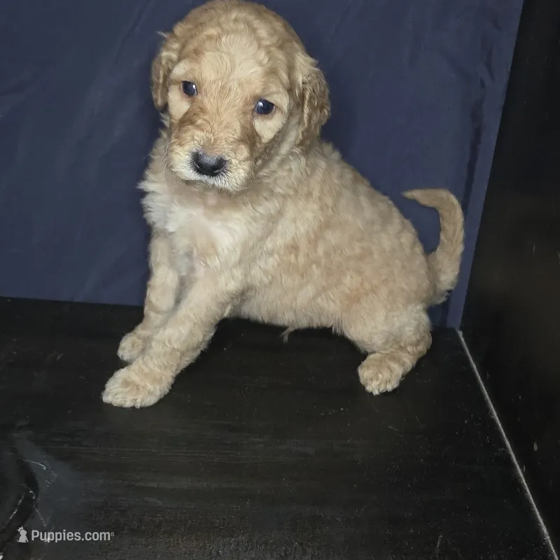 Rex – Goldendoodle puppy for sale in Lake City, FL
