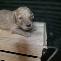 Rex, a male Goldendoodle for sale in Lake City, FL – 2 of 4