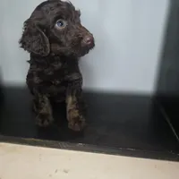 Sullivan, a male Irish Doodle for sale in Lake City, FL – 5 of 5