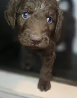 Slinky Dog, a male Goldendoodle for sale in Lake City, FL – 2 of 5