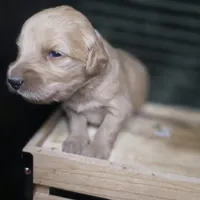 Bo Peep, a female Goldendoodle for sale in Lake City, FL – 3 of 4