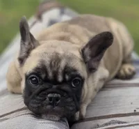 Fig, a female French Bulldog for sale in Lake City, FL – Photo 3 of 6