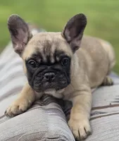 Fig, a female French Bulldog for sale in Lake City, FL – Photo 6 of 6