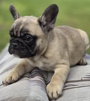 Fig, a female French Bulldog for sale in Lake City, FL – Photo 5 of 6