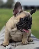 Fig, a female French Bulldog for sale in Lake City, FL – Photo 1 of 6