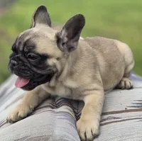 Fig, a female French Bulldog for sale in Lake City, FL – Photo 4 of 6