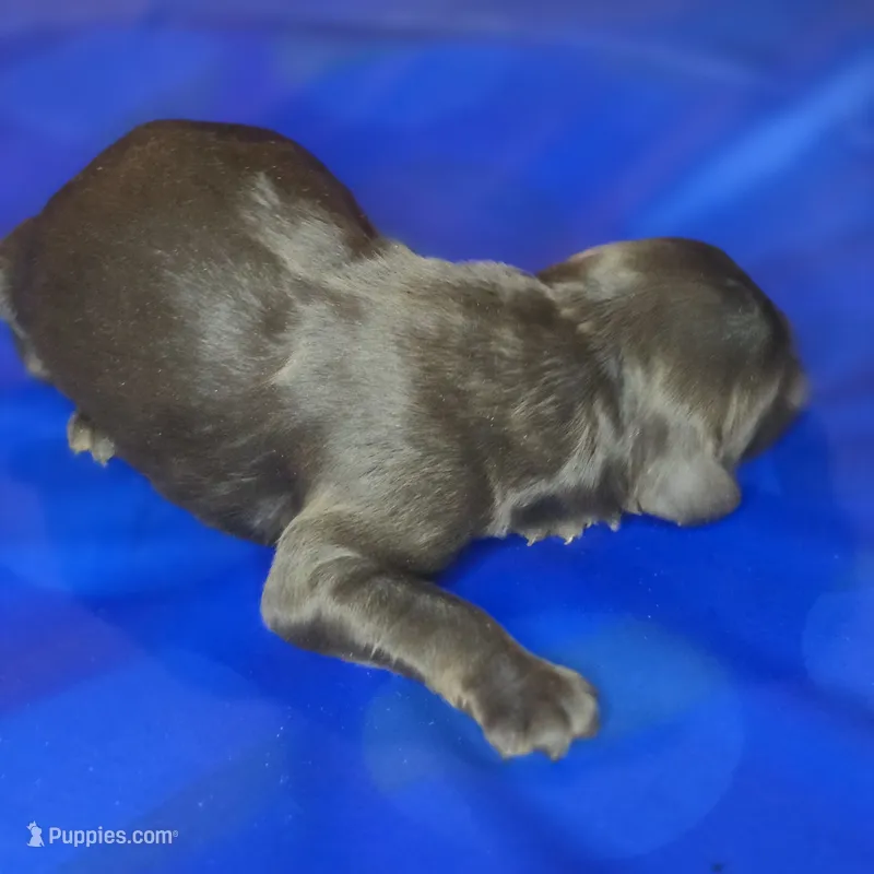 Rian – Irish Doodle puppy for sale in Lake City, FL