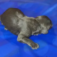 Rian, a male Irish Doodle for sale in Lake City, FL – 1 of 5