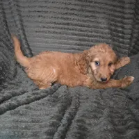 Talulla, a female Irish Doodle for sale in Lake City, FL – 3 of 10